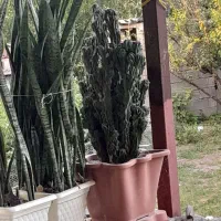 گیاه