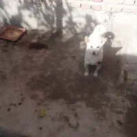 تولهسفید14ماههنر