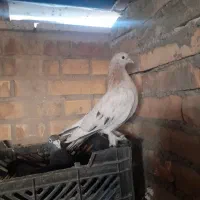 ی  جوجه سرور برای فروش