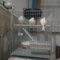 قناری نر و ماده