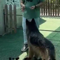 استخدام همکار جهت نظافت پانسیون حیوانات