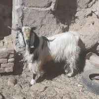 گوسفند نر دو رگه پاکستانی