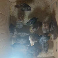 تخم مرغ جوجه محلی  ودورگه مرغ وخروس و بوقلمون