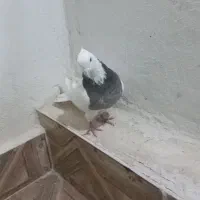 طوقی نر|پرنده|مبارکه, |دیوار