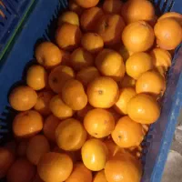 نارنگی اونشو یا ایتالیایی|خوردنی و آشامیدنی|چابکسر, |دیوار