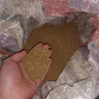 بذر یونجه