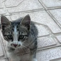گمشده، گربه