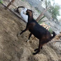 کهره ،بره، کهرنر ،بز ، میش