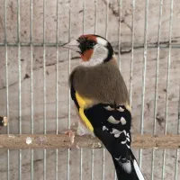 سهره نر و سهره ماده|پرنده|شیراز, شهرک گلستان|دیوار