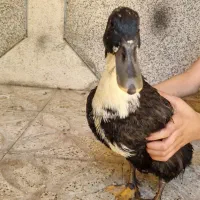 اردک ۵ ماهه|حیوانات مزرعه|شیراز, تاچارا|دیوار