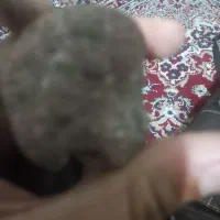 سنگ مشکوک به شاب سنگ|جواهرات|قزوین, |دیوار