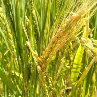 برنج چمپه چلتوک|خوردنی و آشامیدنی|خانمیرزا, |دیوار