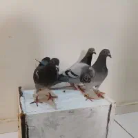 جوجه کبوتر مسافتی ( پلاکی)|پرنده|رباطکریم, رباطکریم|دیوار