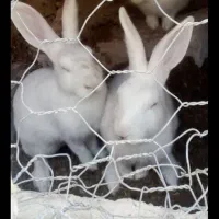 خرگوش سفید چشم قوقی|موش و خرگوش|زهک, |دیوار