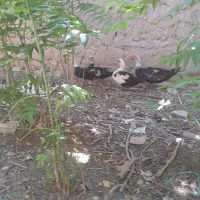 سیکا|پرنده|سملقان, |دیوار