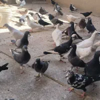 کبوتر زاجر همه رنگ  حدود 80عدد