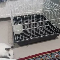 خرگوش به همراه قفس