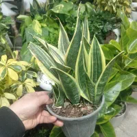 خاک گل تقویتی گل و گلخانه|گل و گیاه طبیعی|سبزوار, جوادیه شرقی|دیوار