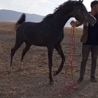 اسب عرب یه سر