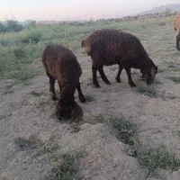 بره شیری دوقلو نروماده علف خور  افشاری
