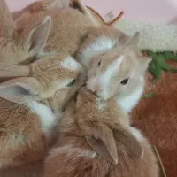 خرگوش های لپ|موش و خرگوش|آمل, |دیوار