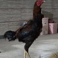خروس لاری