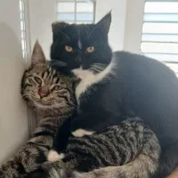 واگذاری رایگان دو گربه