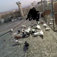 کبوتر پرشی ضدوخوردی