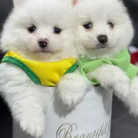 پامر خررسی سفید و پرتغالی