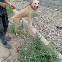 واگذاری سگ