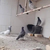 4تا کفتر آلمانی و یک کله سبز