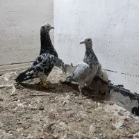 یه جفت هفرنگ خوش آب رنگ صورت دار