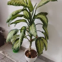 گل دیفن