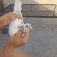 کوهی دورگ نر