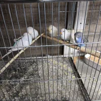 مرغ عشق جوجه و مولد روی تخم وجوجه