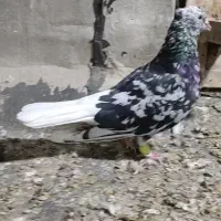 دم سفید دمبی طوقی چپ سفید|پرنده|باوی, |دیوار