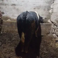 گوساله‌نر‌کیلو620000هزار‌تومان