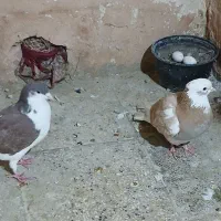 ۲عدد کفتر گرفتنی پرشی|پرنده|سبزوار, فرهنگیان|دیوار