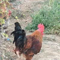 مرغ وخروس
