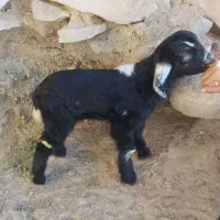 دوتا بزغاله شیری ماده