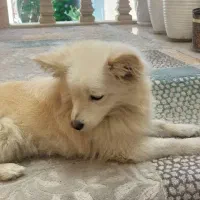 سگ اشپیتز پامر