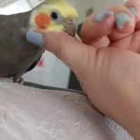 فروش عروس هلندی یکجا باهم