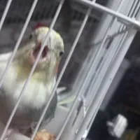 پرنده عروس هلندی|پرنده|آستانه اشرفیه, |دیوار