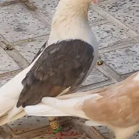 کبوتر دوبالی نر و ماده|پرنده|تاکستان, |دیوار