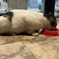 واگذاری گربه|گربه|سرخرود, |دیوار