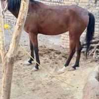 اسب مادیان|اسب و تجهیزات اسب‌سواری|الشتر, |دیوار