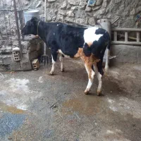 گوساله ماده