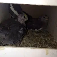 دوتا جوجه عروس صحیح و سالم ب شرط