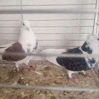 فروش ۵جفت نروماده|پرنده|آران و بیدگل, |دیوار