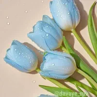 نگه داری از سالمند و تنظیفات و نگه داری از کودک